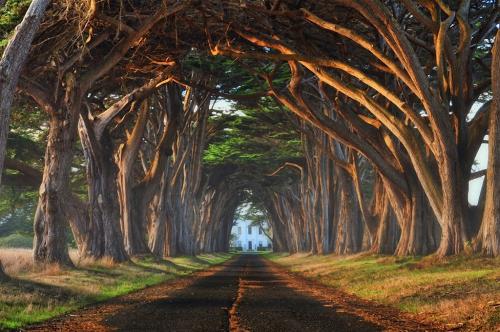 Самые невероятные снимки деревьев