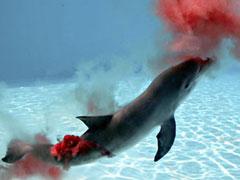 Уникальные фотографии дельфиньих родов