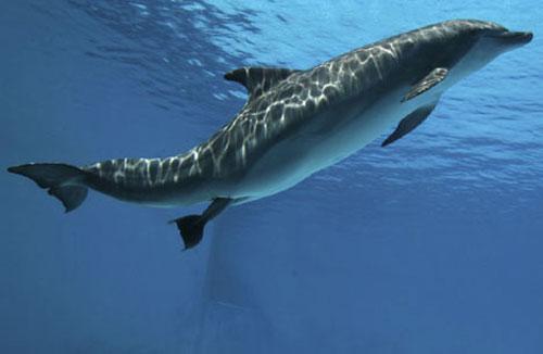 Уникальные фотографии дельфиньих родов