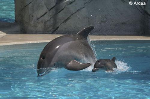 Уникальные фотографии дельфиньих родов