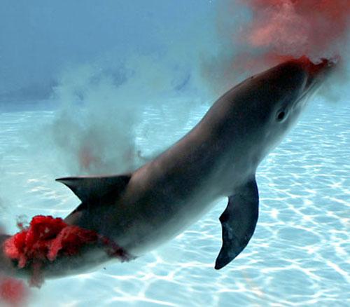 Уникальные фотографии дельфиньих родов