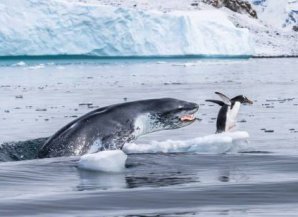 Лучшие кадры дикой природы с Wildlife Photographer of the Year 2019
