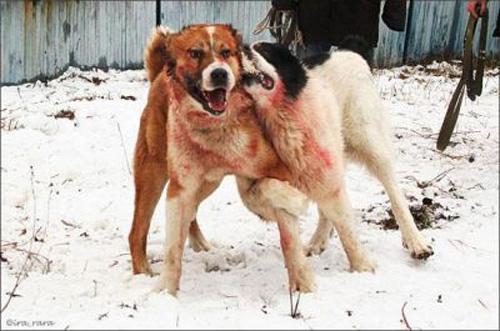 Кровавые разборки: мифы и ужасы собачьих боев…