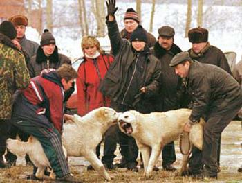 Кровавые разборки: мифы и ужасы собачьих боев…