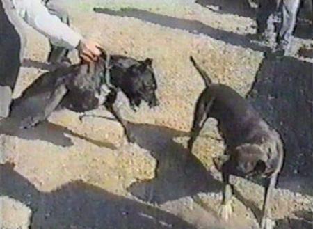 Кровавые разборки: мифы и ужасы собачьих боев…