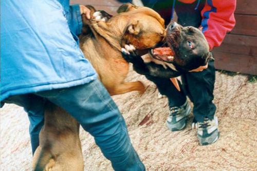 Кровавые разборки: мифы и ужасы собачьих боев…