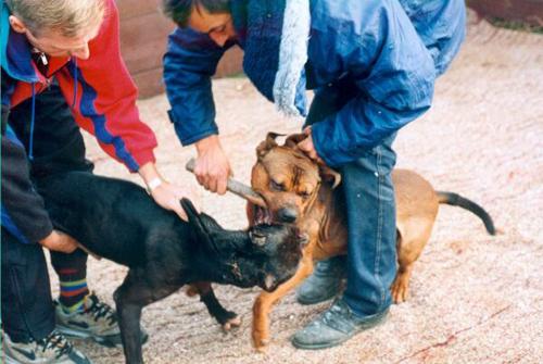 Кровавые разборки: мифы и ужасы собачьих боев…
