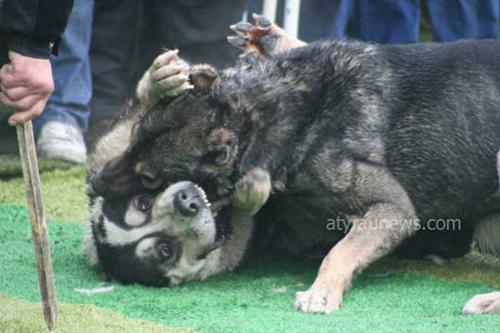 Кровавые разборки: мифы и ужасы собачьих боев…