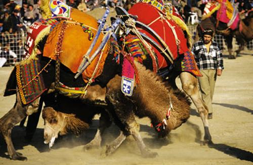 Кровавые разборки: мифы и ужасы собачьих боев…