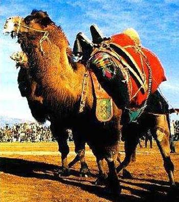 Кровавые разборки: мифы и ужасы собачьих боев…