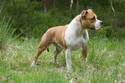 Кровавые разборки: мифы и ужасы собачьих боев…