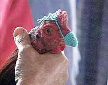 Кровавые разборки: мифы и ужасы собачьих боев…