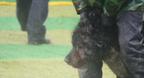 Кровавые разборки: мифы и ужасы собачьих боев…