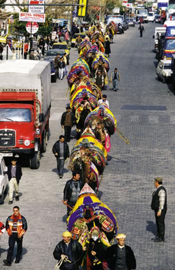 Кровавые разборки: мифы и ужасы собачьих боев…