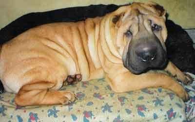 Кровавые разборки: мифы и ужасы собачьих боев…