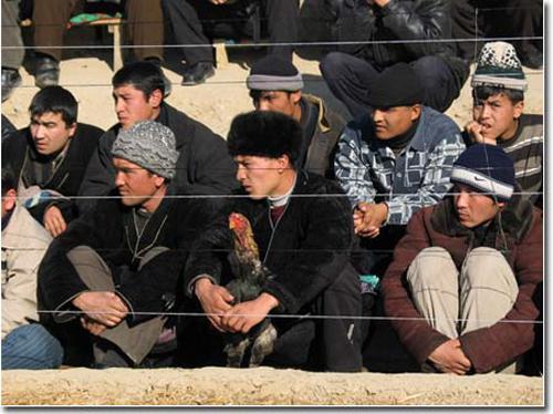 Кровавые разборки: мифы и ужасы собачьих боев…