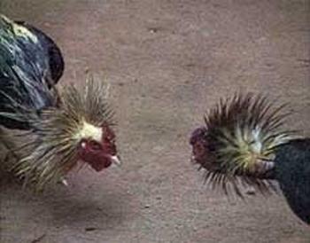 Кровавые разборки: мифы и ужасы собачьих боев…