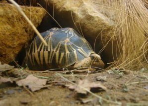 10 удивительных организмов, которые живут невероятно долго