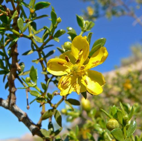 10 удивительных организмов, которые живут невероятно долго