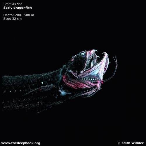 Что таит самая глубокая впадина мирового океана