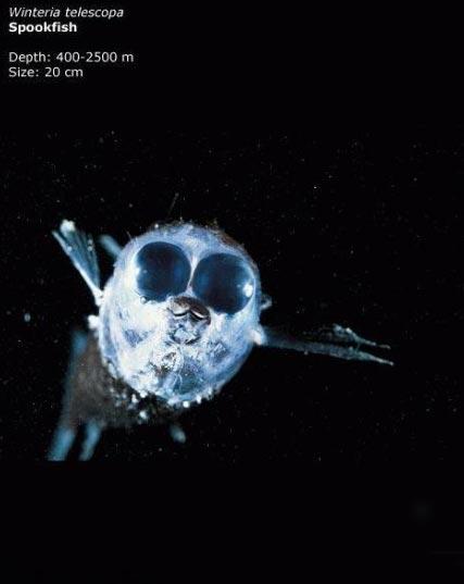 Что таит самая глубокая впадина мирового океана