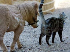 Самая маленькая лошадь живёт в Австралии