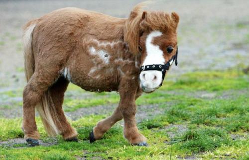 Самая маленькая лошадь живёт в Австралии