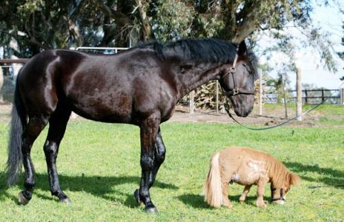 Самая маленькая лошадь живёт в Австралии