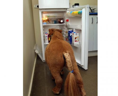 Самая маленькая лошадь живёт в Австралии