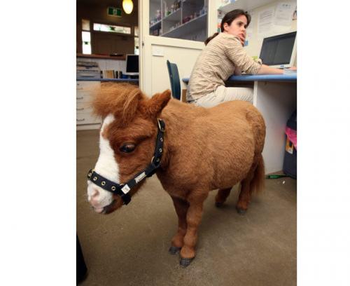 Самая маленькая лошадь живёт в Австралии