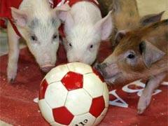 Звёзды подложили нам свинью…