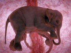 Уникальные фотографии нерожденных животных
