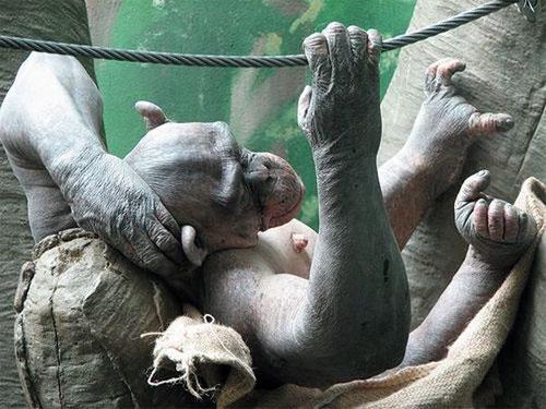 Лысая Золушка — единственный в мире шимпанзе без волос