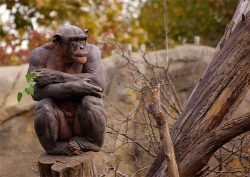 Лысая Золушка — единственный в мире шимпанзе без волос