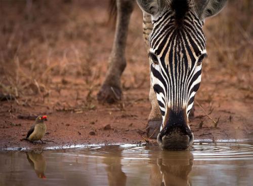 Лучшие фотографии мая от National Geographic