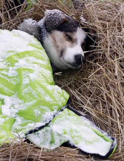На Аляске пошёл отсчёт на выживание