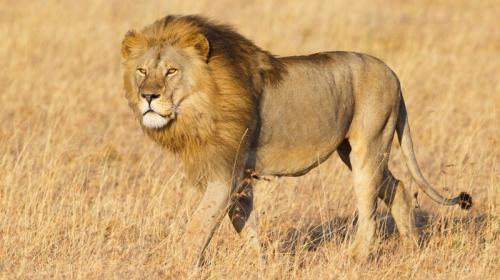 Мужчины похитили и избивали 12-летнюю девочку в Эфиопии, но на ее защиту встали львы