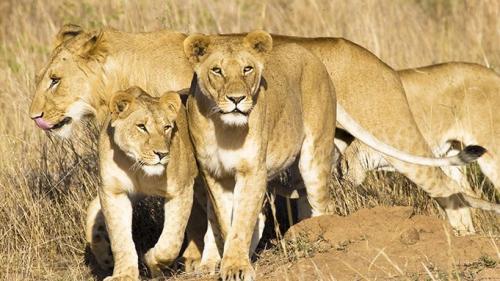 Мужчины похитили и избивали 12-летнюю девочку в Эфиопии, но на ее защиту встали львы