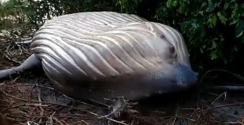 Природа подкинула загадку: 10-метровый кит обнаружен в амазонских джунглях