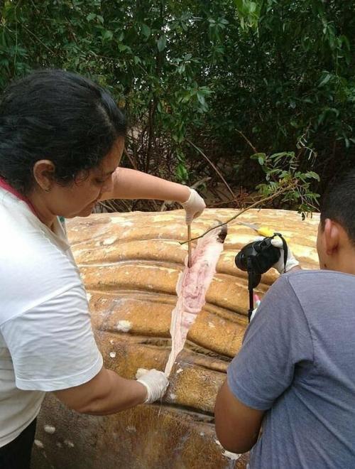 Природа подкинула загадку: 10-метровый кит обнаружен в амазонских джунглях