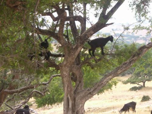 Семь самых странных природных феноменов