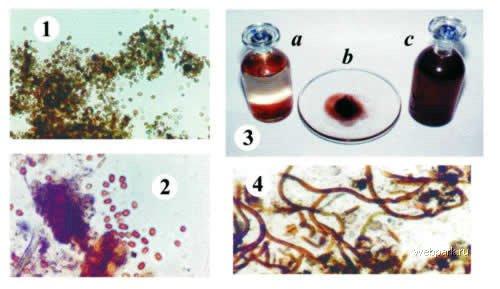 Семь самых странных природных феноменов