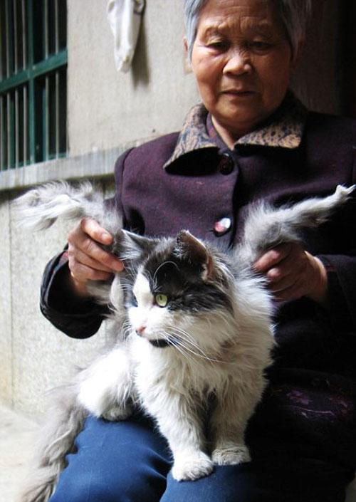 В Китае объявился крылатый кот