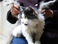 В Китае объявился крылатый кот