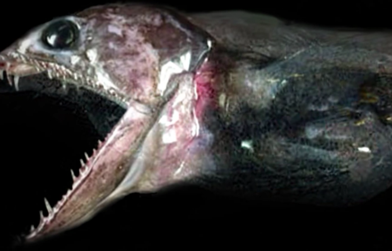 Самые страшные и странные обитатели океана