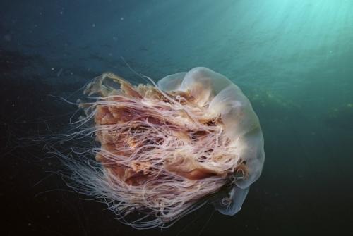 Самые страшные и странные обитатели океана