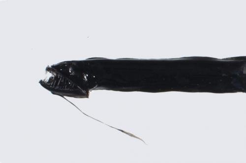 Самые страшные и странные обитатели океана