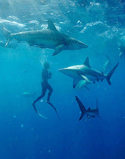 Необычное хобби: пятьдесят  лет  в обществе акул