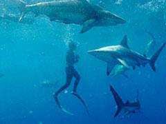 Необычное хобби: пятьдесят  лет  в обществе акул