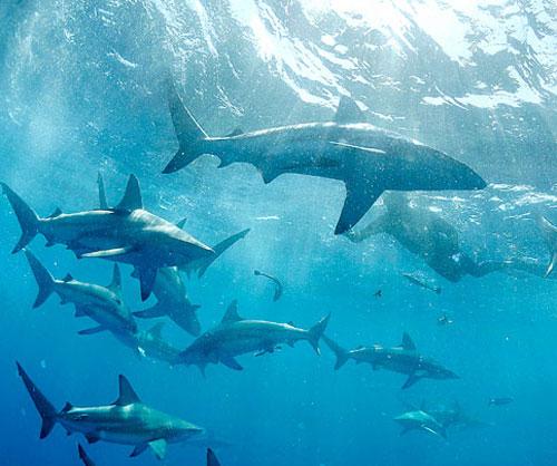 Необычное хобби: пятьдесят  лет  в обществе акул